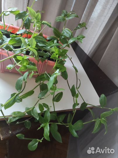 Домашние растения Традесканция