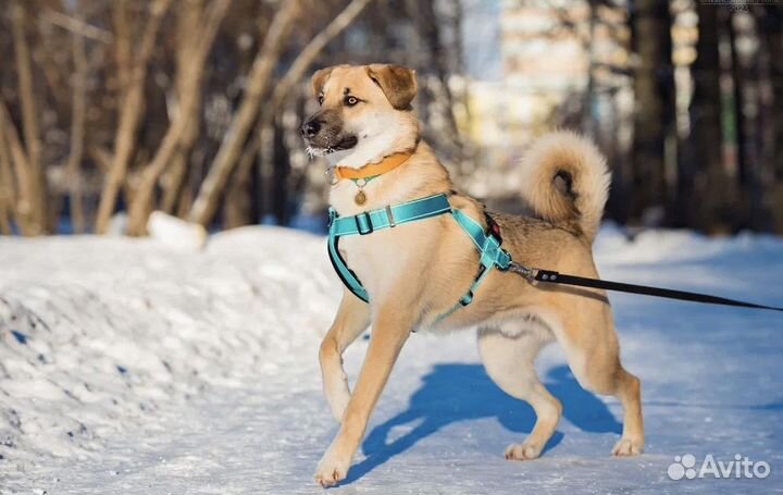 Собака в добрые руки