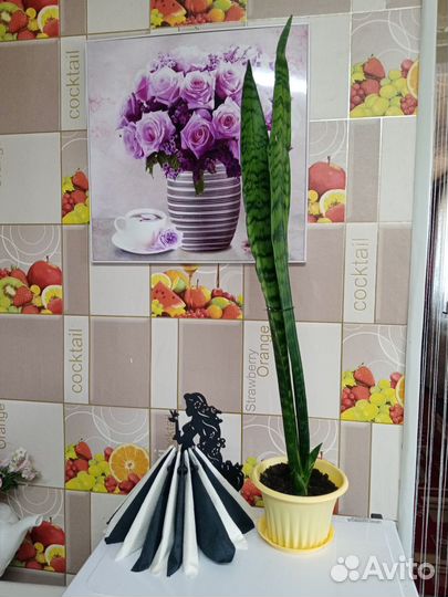 Сансевиерия