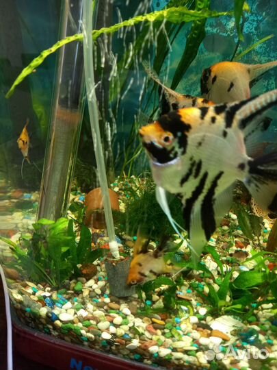 Аквариумные рыбки и аксессуары