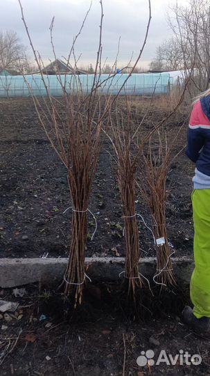 Малиновое дерево саженцы