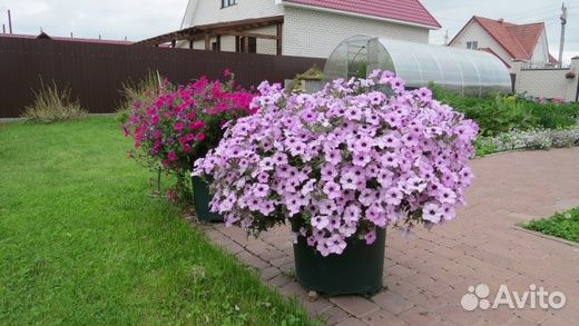 Рассада петунии тайдал