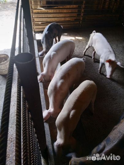 Поросята