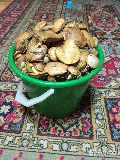 Грибы маслята свежие