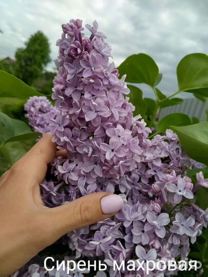 Кустарники