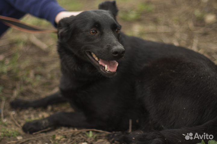 Миниатюрная собака Пати в добрые руки