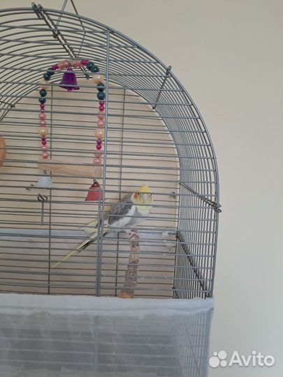 Попугай корелла мальчик