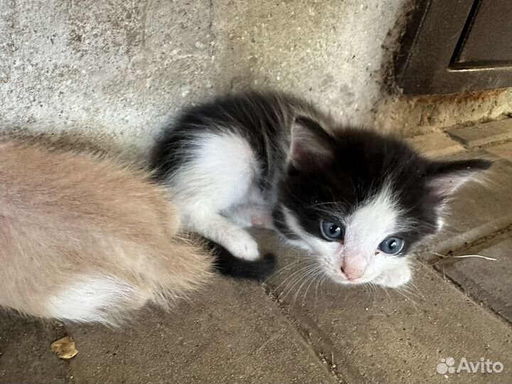Котята в добрые руки мальчики