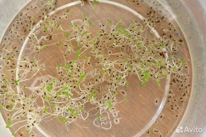 Павловния Войлочная семена 1000шт +