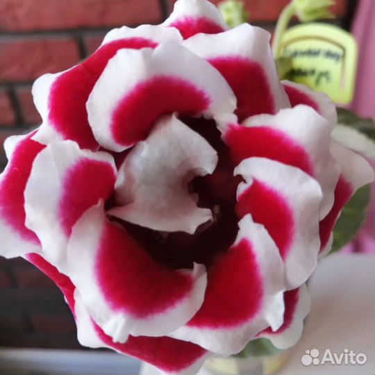 Глоксиния Брокада