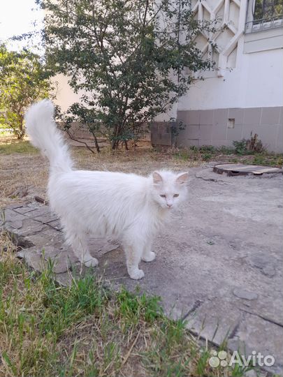 Белая кошка в добрые руки