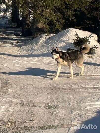 Щенки хаски
