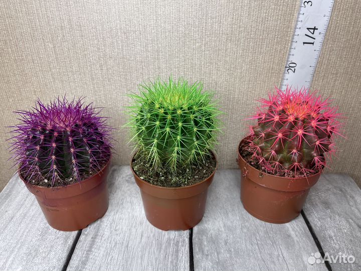 Кактус эхинокактус комнатные цветы