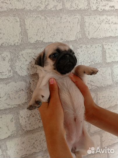 Щенки мопса