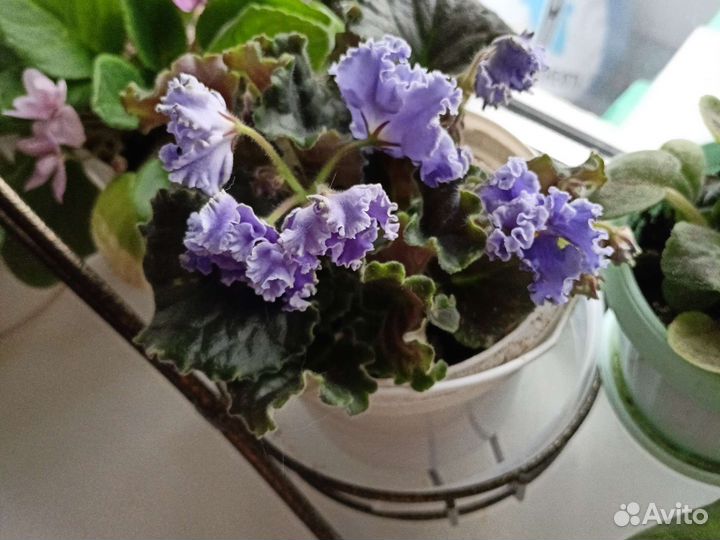 Фиалки, бегония black velvet