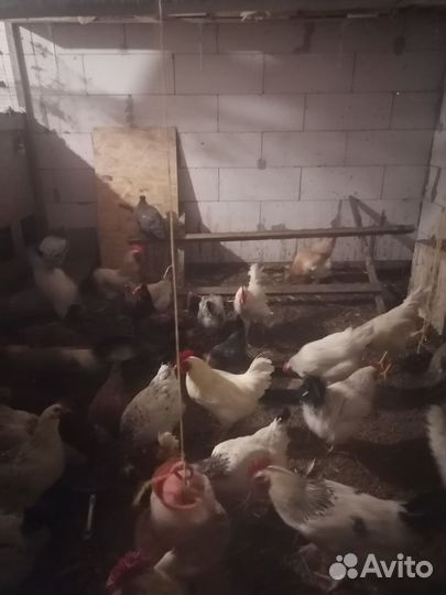 Молодые петухи