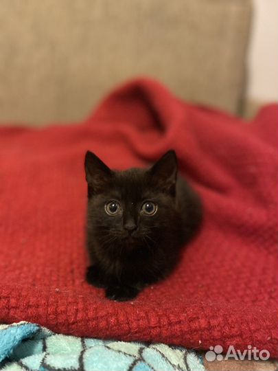 Спасенная черный котенок девочка в добрые руки