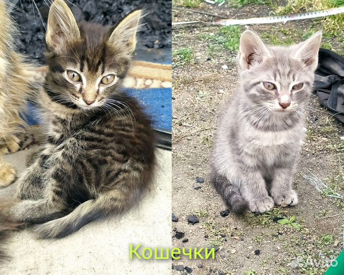 Котята Мейн-кун метис