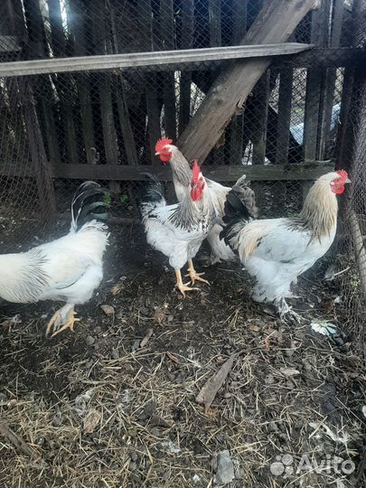 Молодые петухи