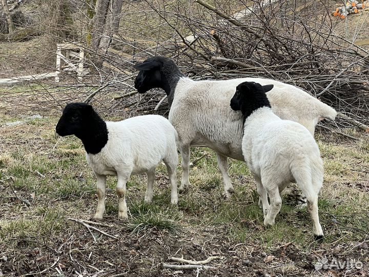 Ягнята дорпера