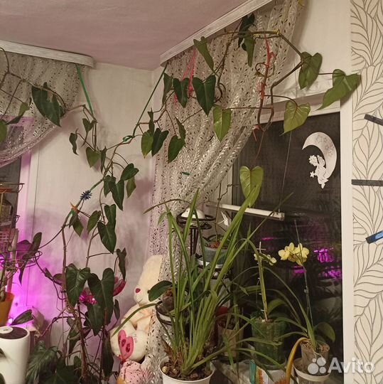 Филодендрон краснеющий