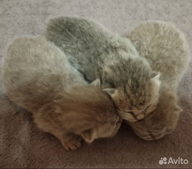 Шотландские котята