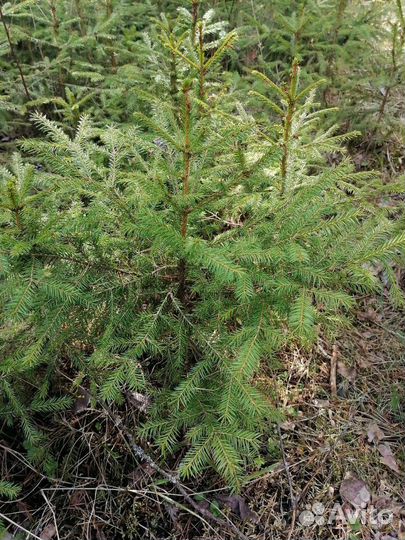 Саженцы елочек, сосен
