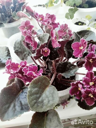 Фиалка цветущая