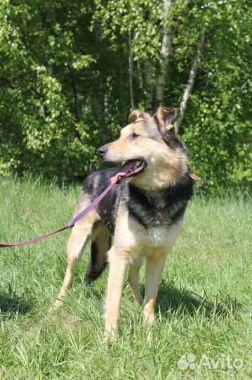 Собака из приюта