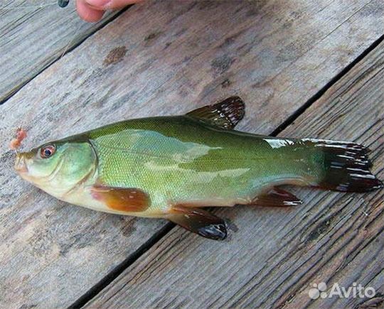 Рыба линь живая, зарыбление пруда