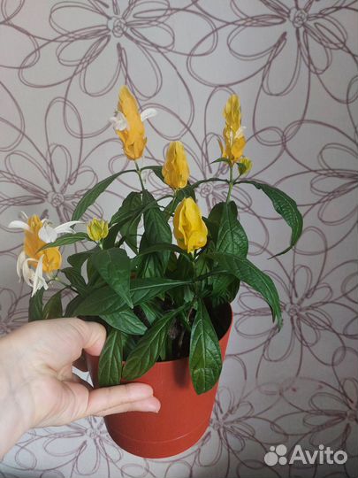 Пахистахис