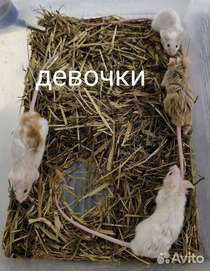 Кучерявые мышки