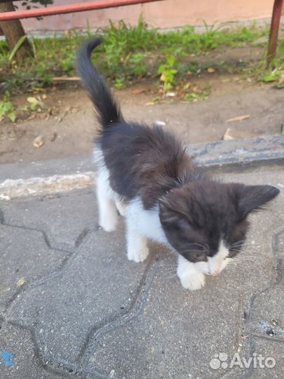 Котенок в добрые руки
