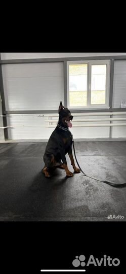 Щенки добермана