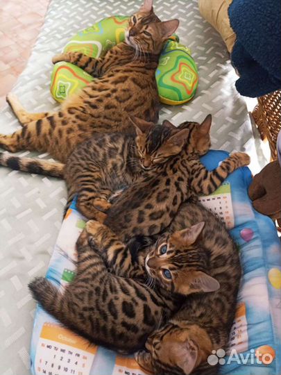 Бенгальская кошка