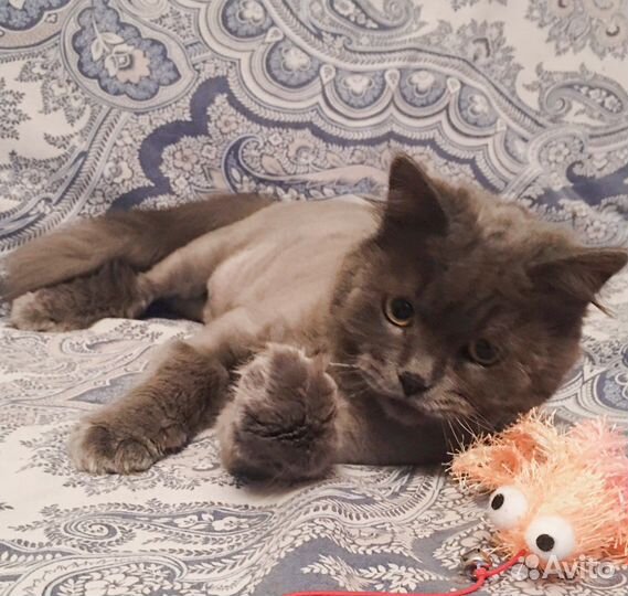 Ласковый котик ищет своего Человека