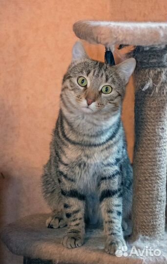 Молодой котик ищет дом