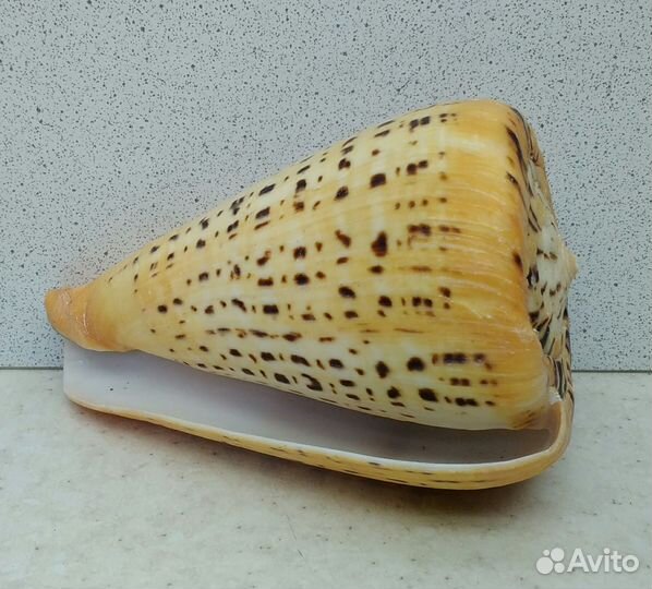 Конус Бетулинус 10,70 морская ракушка раковина