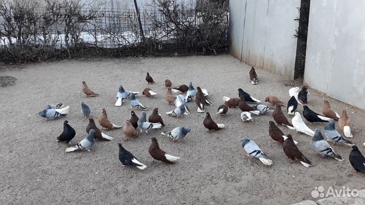 Голуби Нниколаевские лётные элитные
