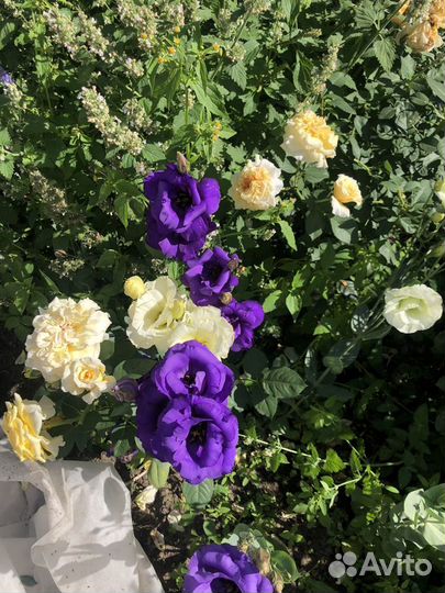 Рассада эустомы