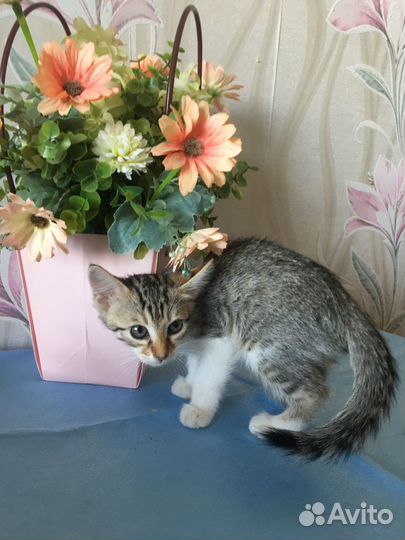 Лапушка ищет дом