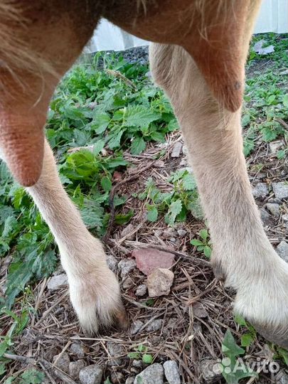 Зааненская дойная коза