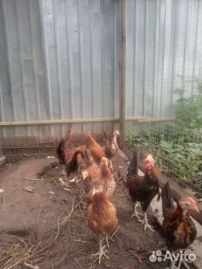 Бентамки и деревенские молодки, петухи