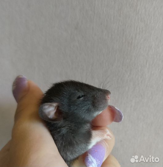 Крыски дамбо