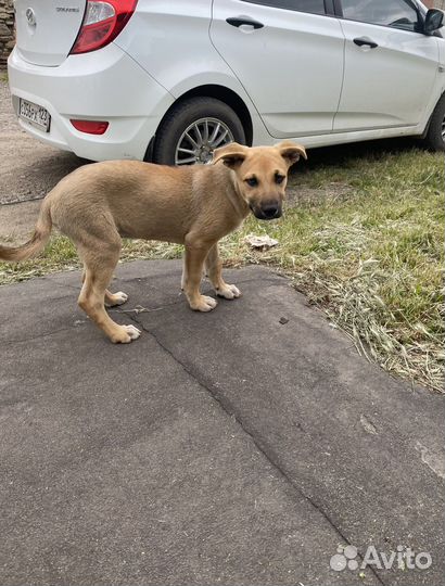 Мальчик в добрые руки