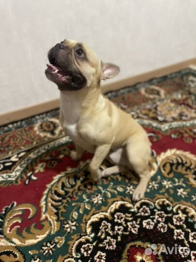 Вязка французский бульдог мальчик