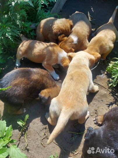 Щенки в добрые руки