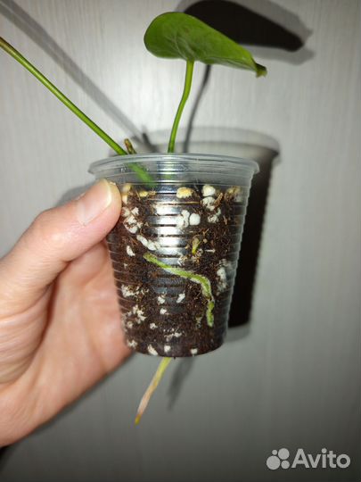 Антуриум Юта старый голландский сорт