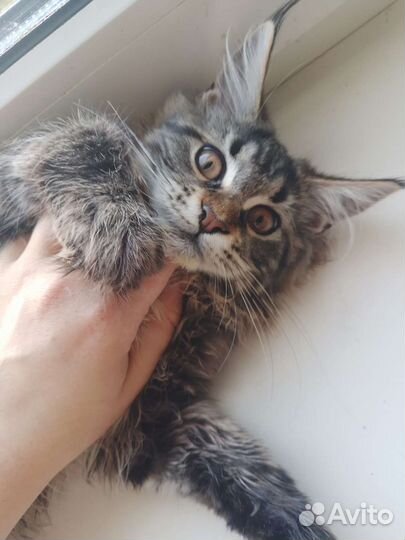 Котята мейн-кун