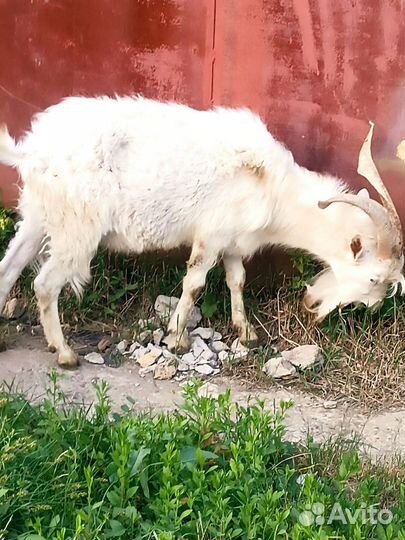 Козёл 1,5 года